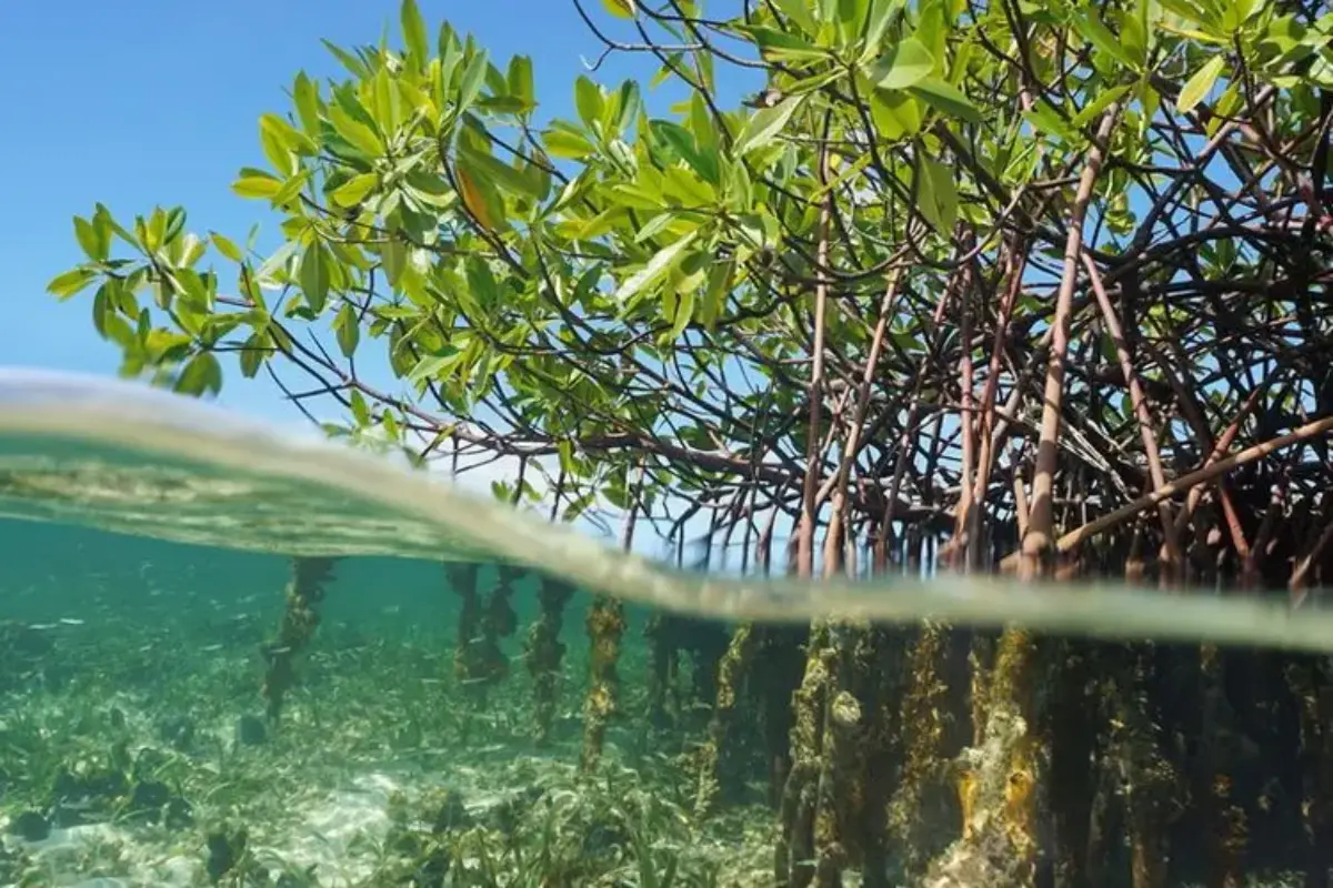 Injourney Bersama Itdc Rehabilitasi Mangrove Di Kek Mandalika