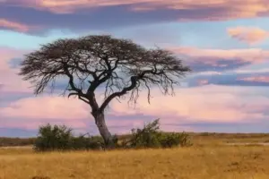 Lahan Marginal untuk Komoditas Potensial