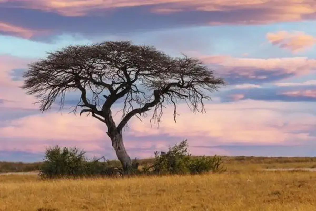 Lahan Marginal untuk Komoditas Potensial