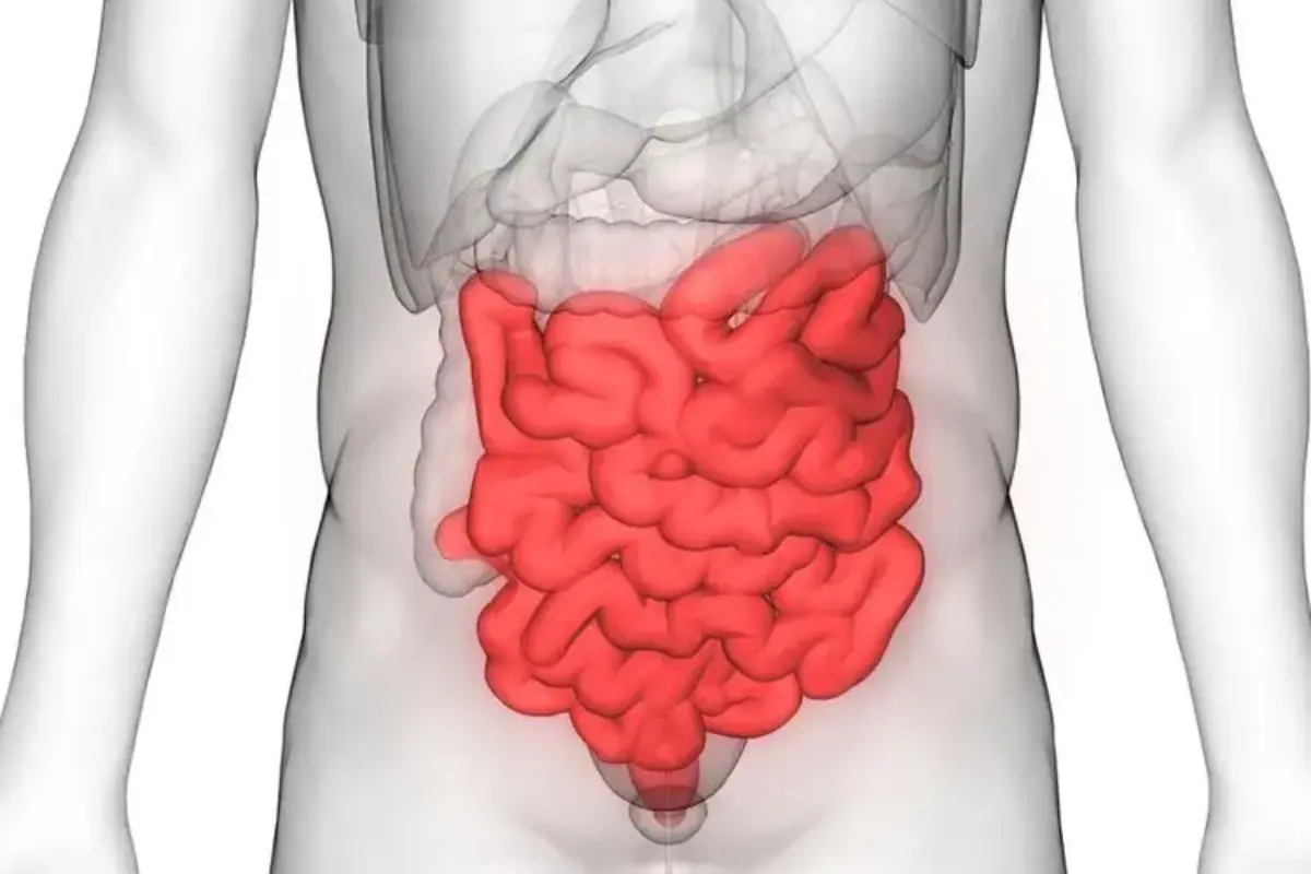 Studi Ungkap Lama Feses di Usus Bisa Pengaruhi Kesehatan Tubuh