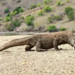 Dinilai Mematikan Usaha, Pelaku Wisata Minta Kebijakan Pembatasan Kuota Wisatawan ke TN Komodo Dicabut