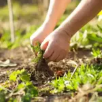 Studi: Rumput Berakar Dalam Lebih Efektif Simpan Karbon dan Jaga Kesehatan Tanah