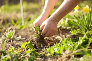 Studi: Rumput Berakar Dalam Lebih Efektif Simpan Karbon dan Jaga Kesehatan Tanah