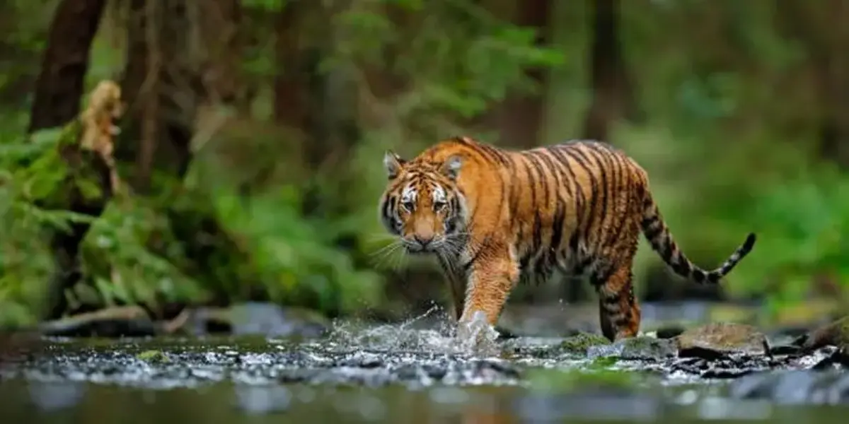 [hoaks] Video Harimau Terkam Pengendara Motor Di Dekat Hutan