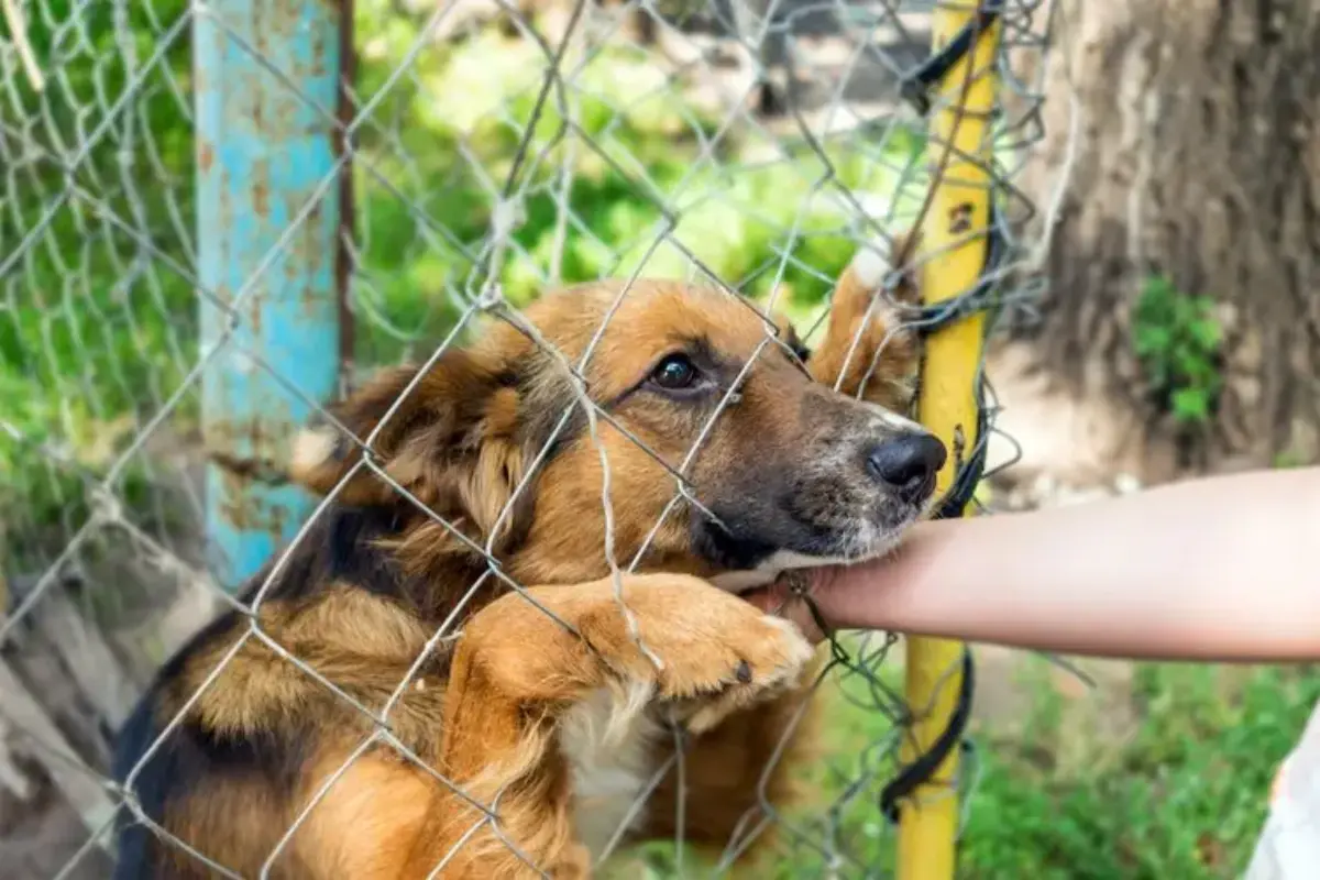 Anjing Diduga Rabies Mengamuk Dan Gigit 18 Warga Di Buleleng Bali