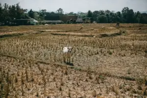 Kapan Puncak Musim Kemarau 2026 di Indonesia? Ini Prakiraan BMKG