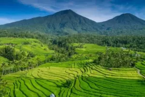 Tak Boleh Lagi Sawah di Bali Jadi Villa