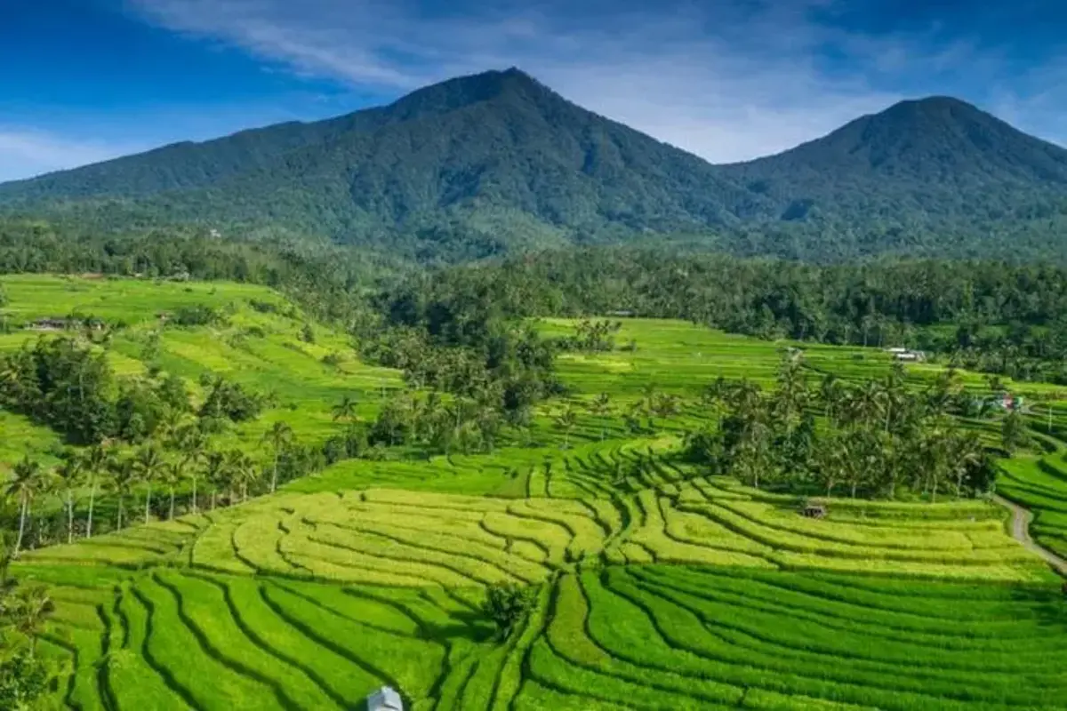Tak Boleh Lagi Sawah Di Bali Jadi Villa