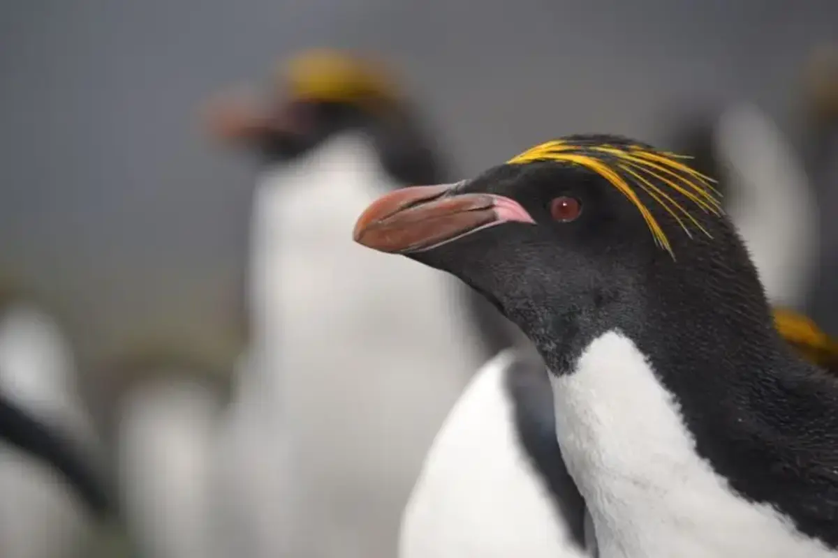 Di Balik Tubuh Gempal, Penguin Makaroni Ternyata Punya Otot Bahu Sekuat Pesawat