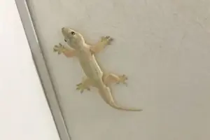 Mengapa Banyak Cicak di Rumah Saat Suhu Panas? Ini Penjelasan Ilmiahnya