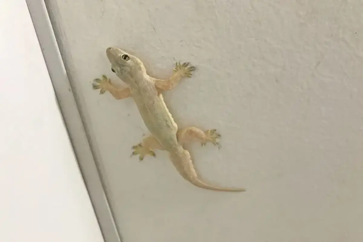 Mengapa Banyak Cicak Di Rumah Saat Suhu Panas? Ini Penjelasan Ilmiahnya