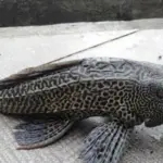 Dilema Ikan Sapu-sapu Jakarta: Antara Spesies Invasif dan Pembersih Limbah Alami