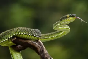 Daftar 5 Negara yang Tidak Memiliki Ular di Alam Liar dan Alasan di Baliknya
