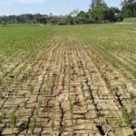 Mayoritas Wilayah Jawa Tengah Masuk Awal Musim Kemarau Mei 2026, Ini Daftarnya