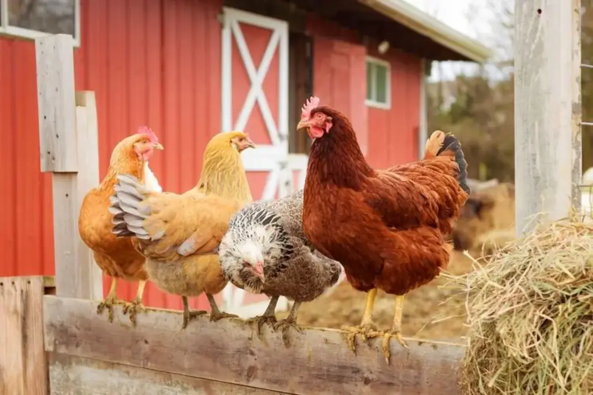 Harga Ayam Hidup Anjlok: Peternak Mandiri Tertekan, Suplai Berlebih Jadi Sebab