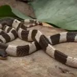 Kisah Wanita di China Ternak 60.000 Ular Berbisa, Hasilkan Rp 2,5 Miliar Setahun