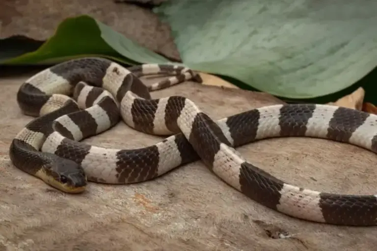 Kisah Wanita di China Ternak 60.000 Ular Berbisa, Hasilkan Rp 2,5 Miliar Setahun