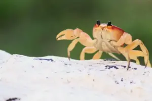 Mengapa Kepiting Berjalan Menyamping? Ilmuwan Ungkap Evolusi 200 Juta Tahun Lalu