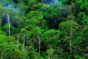 Tingginya Konsumsi Daging Sapi Dunia jadi Penyebab Utama Kerusakan Hutan Amazon