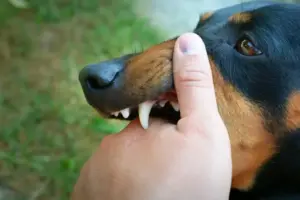 Awas! Anjing Diduga Rabies Gigit 18 Warga Buleleng Bali, Hingga Kini Belum Tertangkap