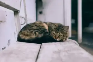 Kenapa Kucing Suka Tidur di Dekat Pemilik? Ini Alasannya