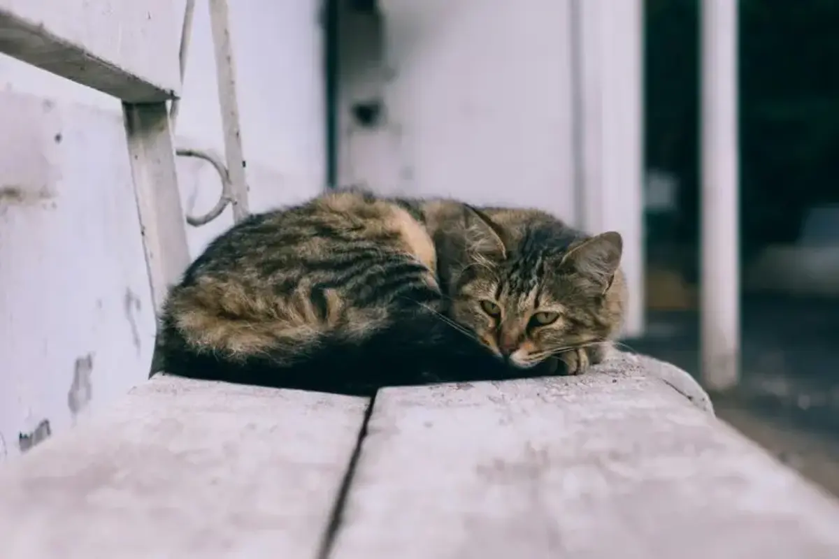 Kenapa Kucing Suka Tidur Di Dekat Pemilik? Ini Alasannya
