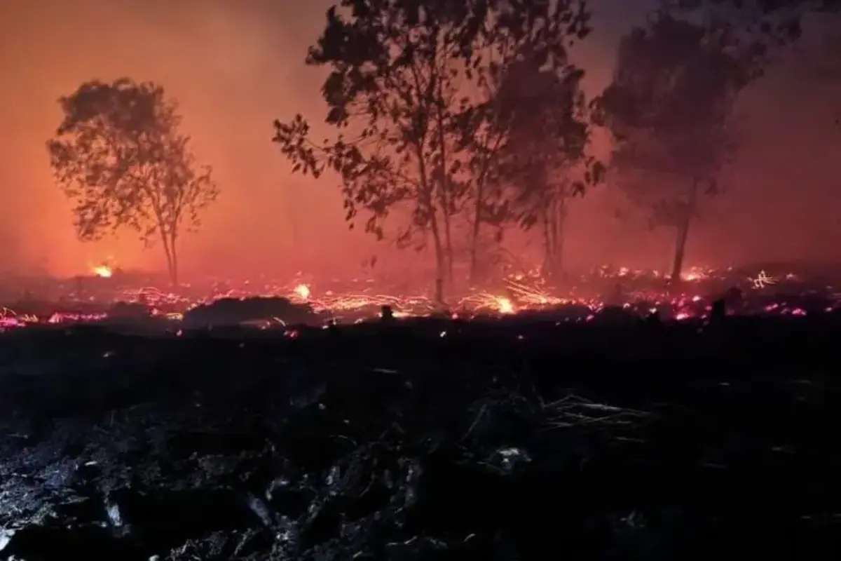 Godzilla El Nino Berisiko Picu Karhutla, Ancam Iklim Dan Keanekaragaman Hayati