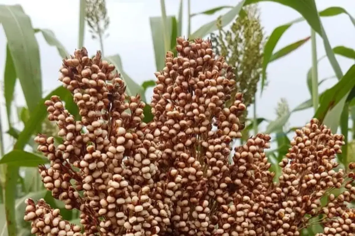Tak Pakai Tebu, Pertamina Akan Kembangkan Bioetanol Dari Sorgum