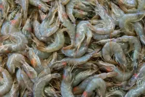 5 Cara Membersihkan Udang agar Tidak Amis dari Chef