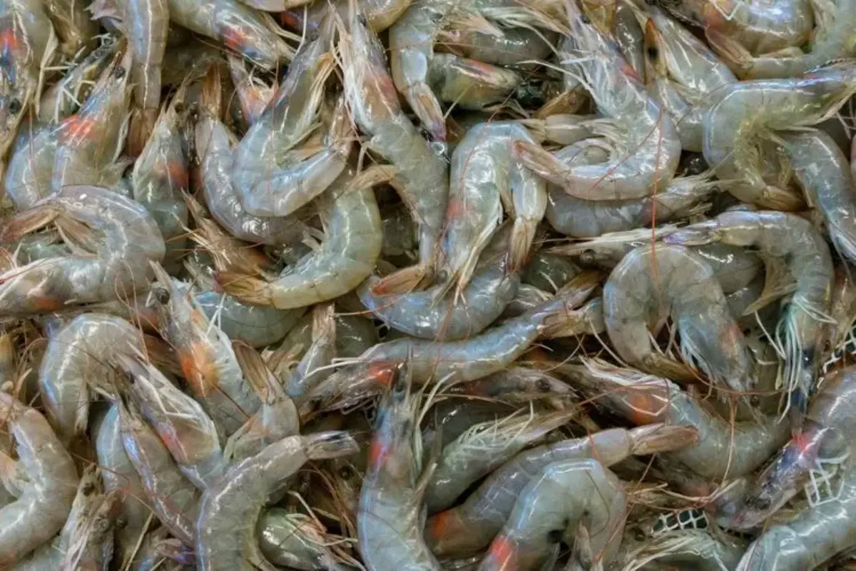 5 Cara Membersihkan Udang agar Tidak Amis dari Chef