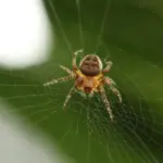 Dilarang Bunuh Laba-laba di Rumah, Ini Alasan dan Bahayanya