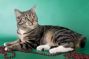 Bisakah Kucing Merasakan Cemburu?