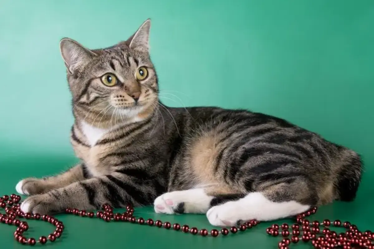 Bisakah Kucing Merasakan Cemburu?