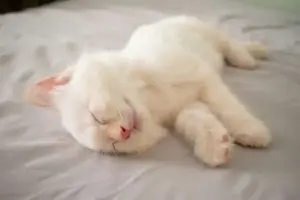 Kenapa Kucing Suka Tidur Lama? Ini Penjelasannya