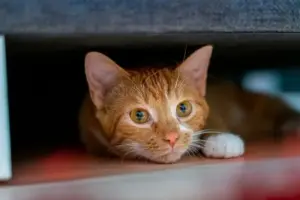 Alasan Kucing Sering Menggigit atau Mencakar Saat Diajak Main