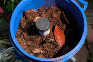 Daripada Jadi Limbah, Sisa Bahan Makanan Ini Malah Bisa Jadi Pupuk Alami