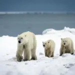 Beruang Kutub Mulai Makan Telur Burung dan Lebih Gemuk, Cukupkah Melawan Perubahan Iklim?