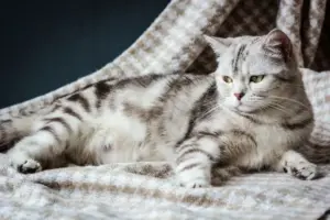 Ini 5 Tanda Kucing Mau Melahirkan