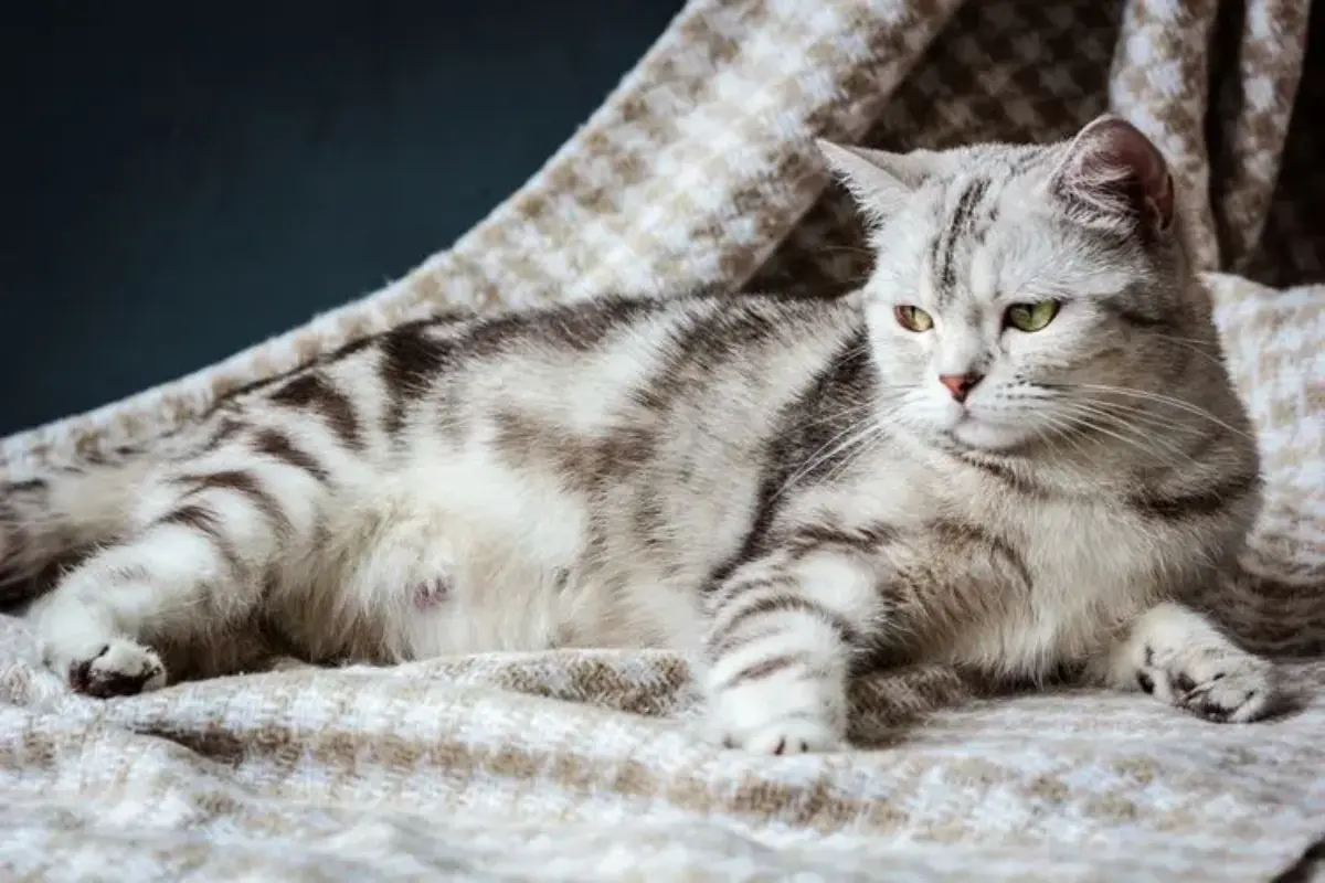 Ini 5 Tanda Kucing Mau Melahirkan