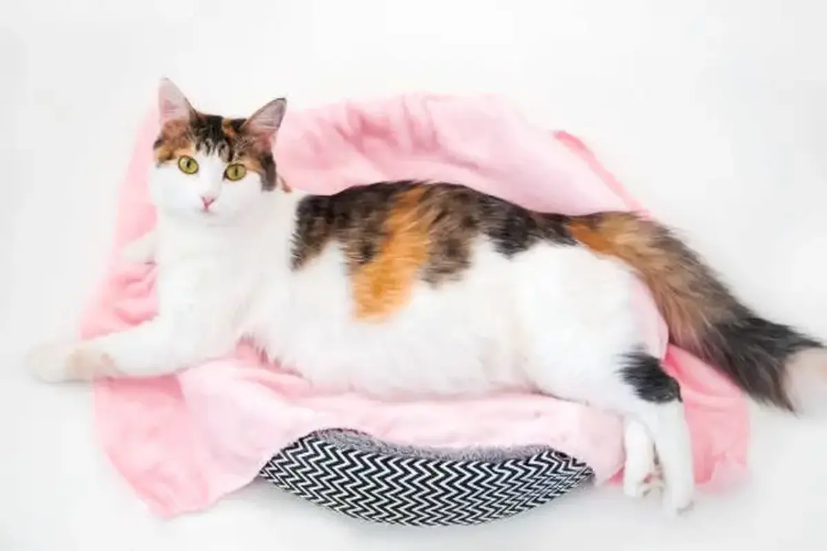 8 Perilaku Kucing Rumahan Yang Sering Disalahpahami Manusia