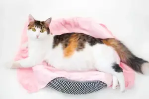 Pemilik Wajib Tahu, Ini Bagian Tubuh Kucing yang Paling Suka Dielus