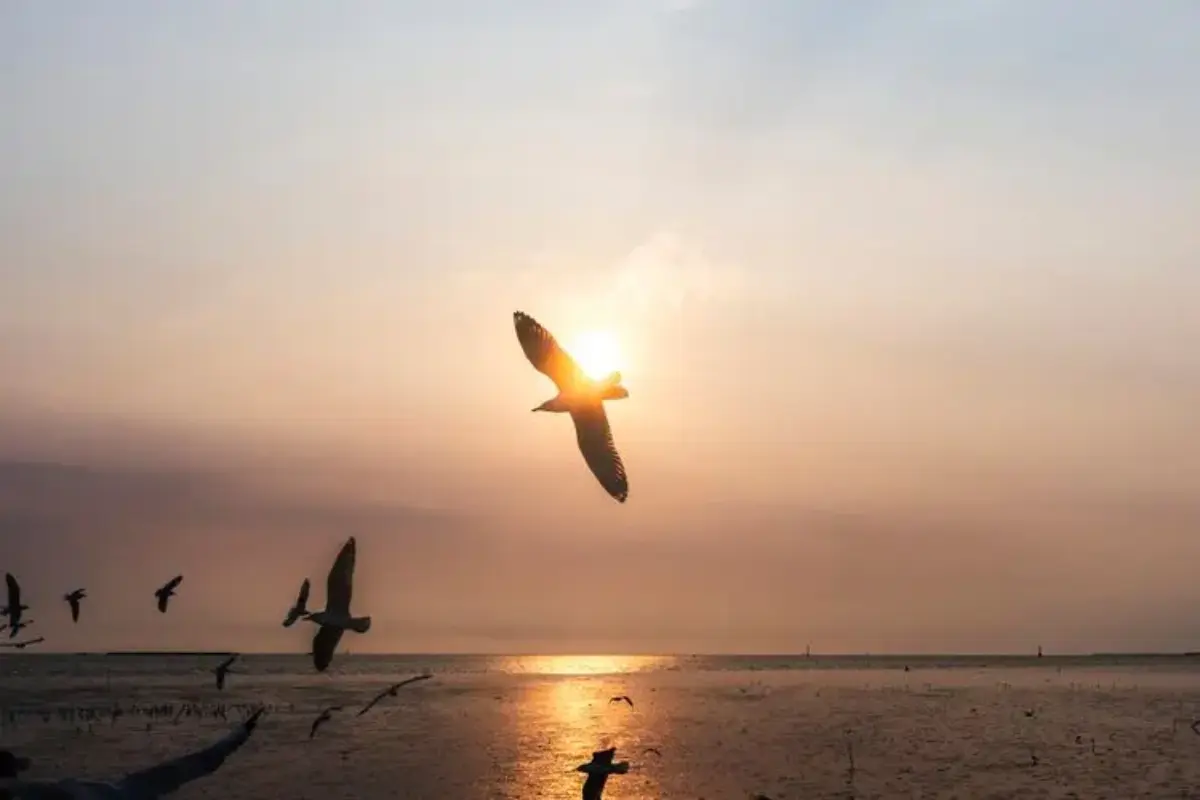 Studi: Lebih Dari 600.000 Burung Laut Mati Akibat Gelombang Panas
