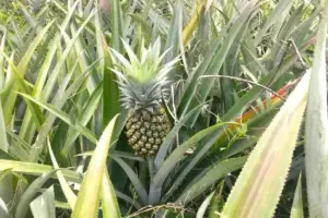 Jangan Langsung Dibuang, Pucuk Nanas Bisa Ditanam Kembali, Ini Caranya