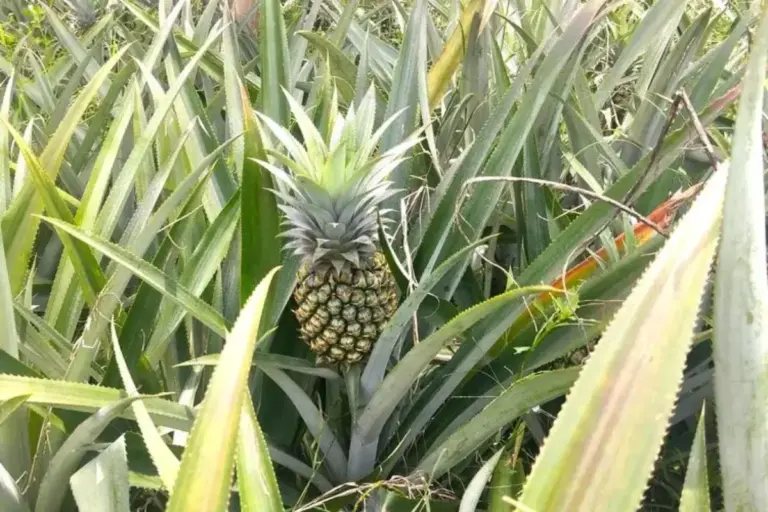 Jangan Langsung Dibuang, Pucuk Nanas Bisa Ditanam Kembali, Ini Caranya
