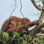 Kompleksnya Perdagangan Satwa Liar Ilegal, Aktor Utama Makin Sulit Diburu