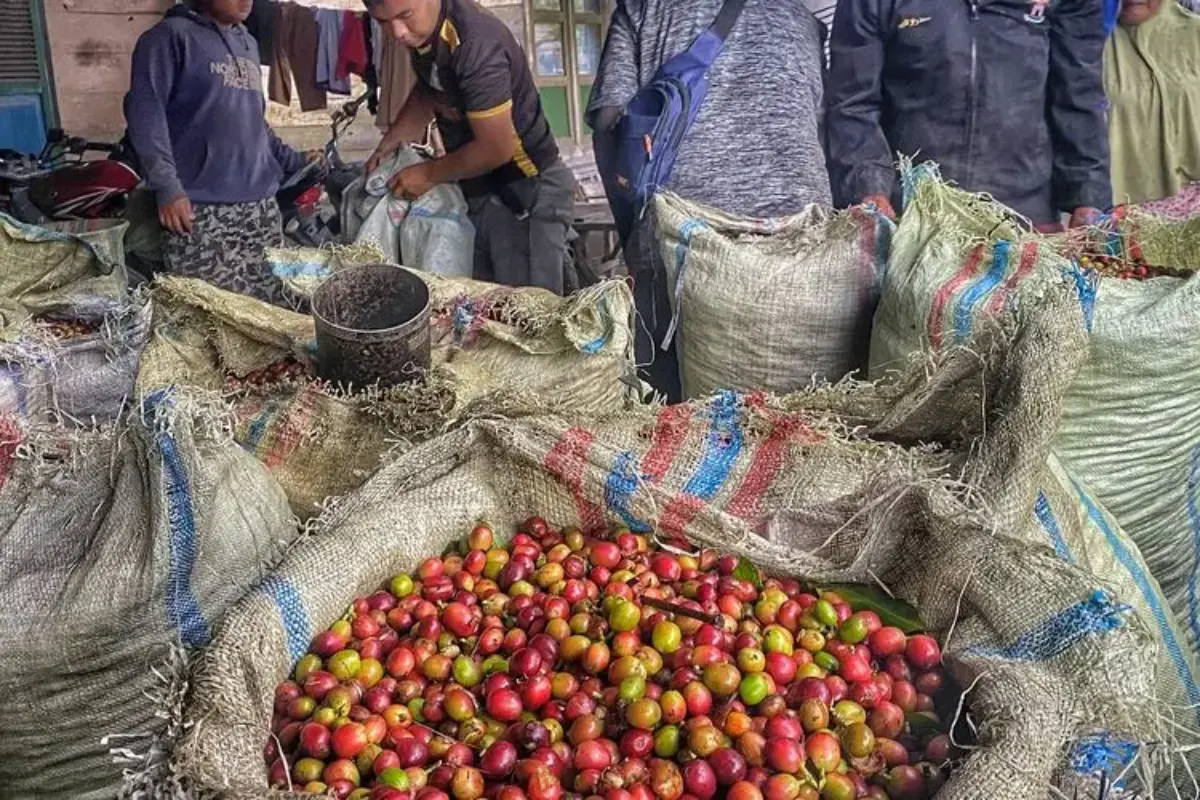 Imbas Bencana Aceh, Harga Biji Kopi Arabika Di Pasar Lokal Naik 30 40 Persen