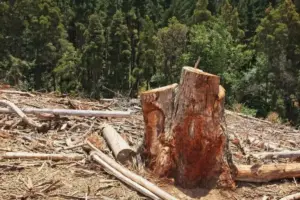 Citra Satelit Jadi Cara Pantau Deforestasi dan Kepatuhan ESG Secara Akurat
