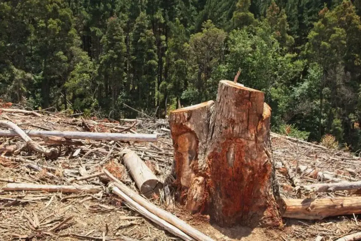 Citra Satelit Jadi Cara Pantau Deforestasi Dan Kepatuhan Esg Secara Akurat