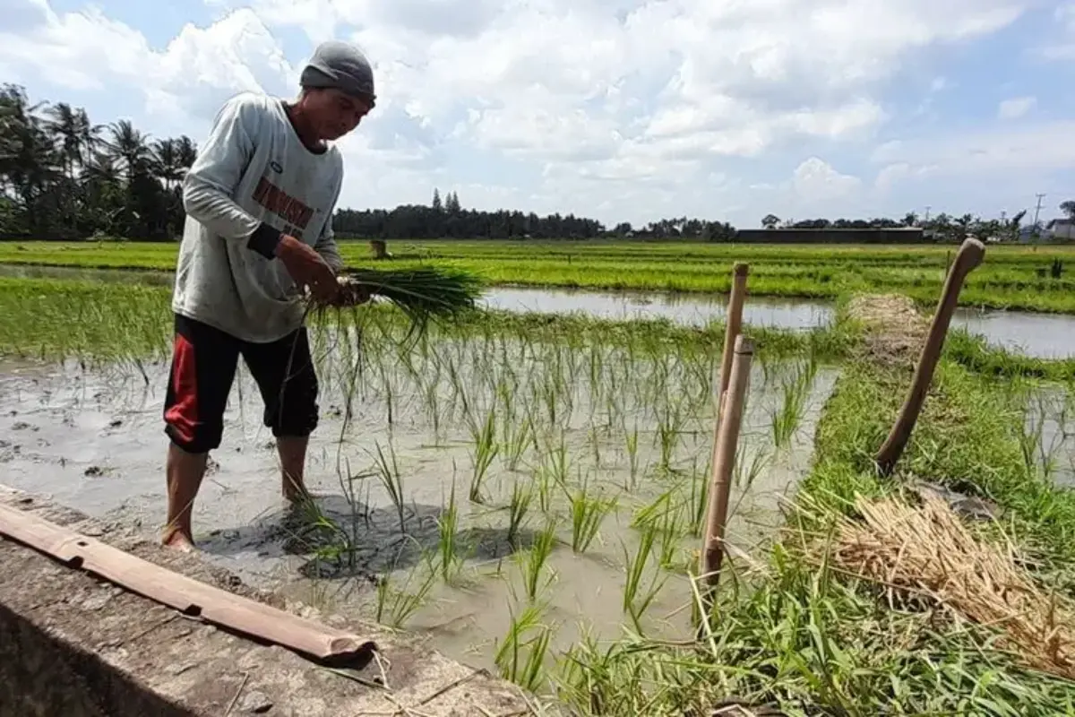 Kementan Kebut Tanam Padi Serentak Di 38 Kabupaten Se Jatim