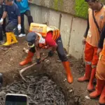 Polemik Ikan Sapu-sapu: Dikubur Hidup-hidup Dikritik, Dijadikan Pakan Ternak Dinilai Berbahaya